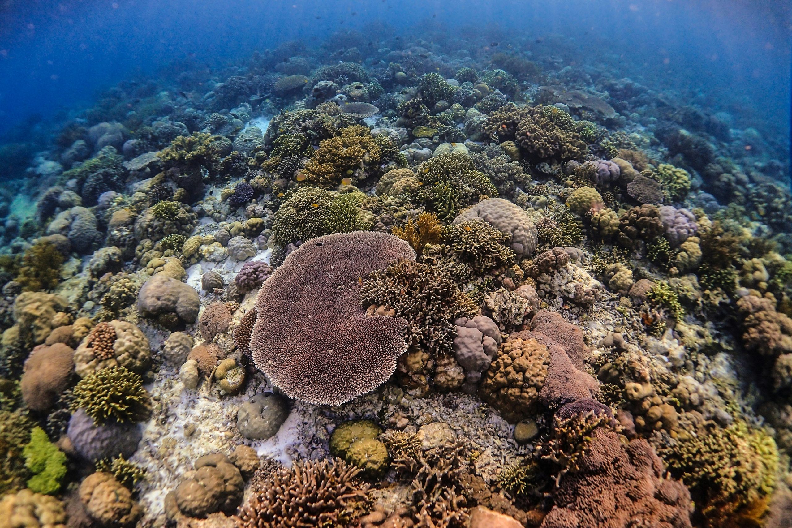 El turismo como herramienta para la conservación marina.